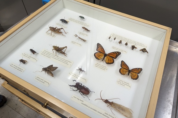 INSECT COLLECTION program - Dr. Greg Zolnerowich
