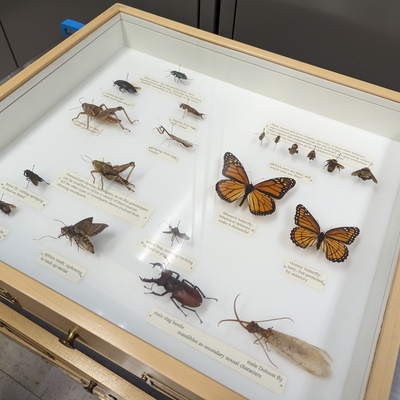 INSECT COLLECTION program - Dr. Greg Zolnerowich
