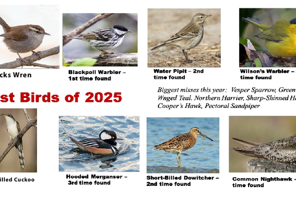 2025 Birdathon Report - Jim Koelliker