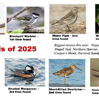 2025 Birdathon Report - Jim Koelliker