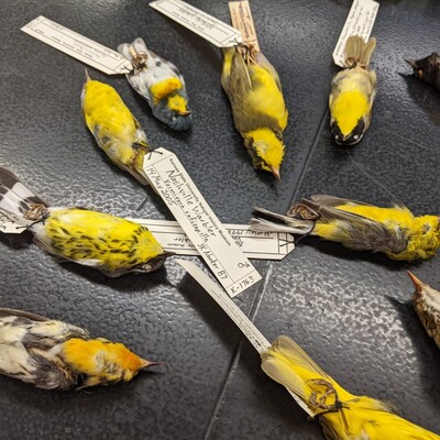 KSU Bird Collection with Dr.Alice Boyle