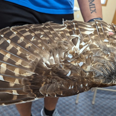 Barred owl wing