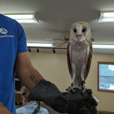 Barn owl 48617
