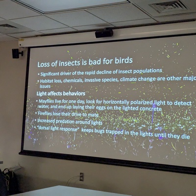 Loss of insects - bad for birds