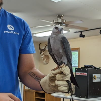 mississippi kite
