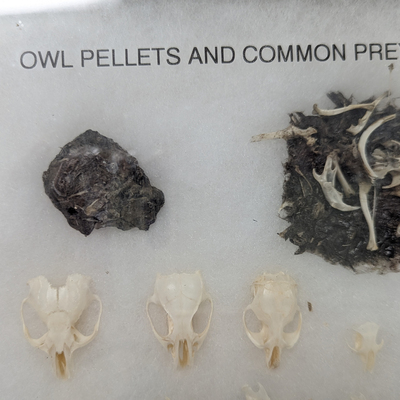 Owl pellet NAL