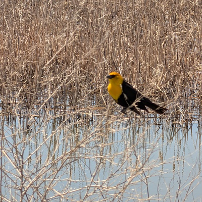 Cheyenne Bottoms - Yellow Headed blackbird