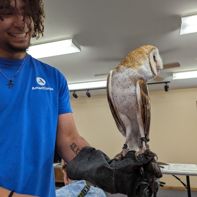 Barn owl