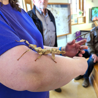 Walking stick