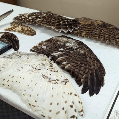 display table