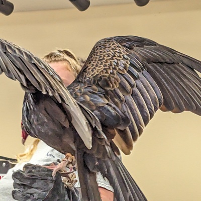 Turkey vulture wings